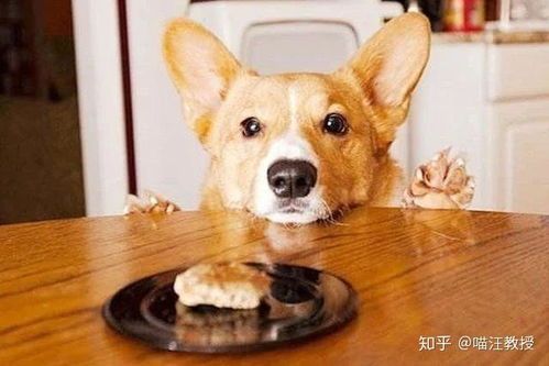 狗狗宜食水果清单，消炎药勿喂宠物！