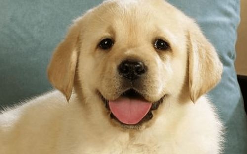 “宠物生活必备,狗狗按钮实用清单!”