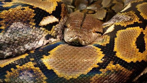 养宠物必备清单，蛇宠特供！