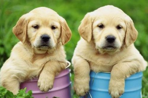 宠物配件大盘点，狗狗必备清单！