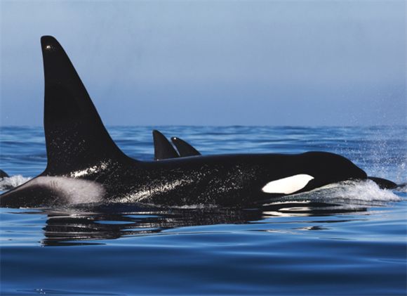 虎鲸有多少种类