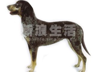 卡他豪拉豹犬(CATAHOULA LEOPARD DOG)