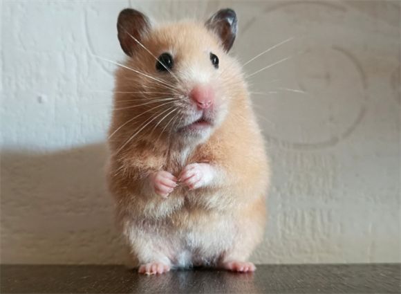 仓鼠为什么喜欢越狱？