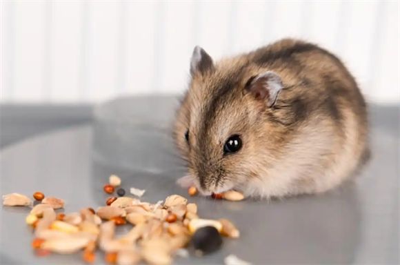 仓鼠为什么喜欢越狱？