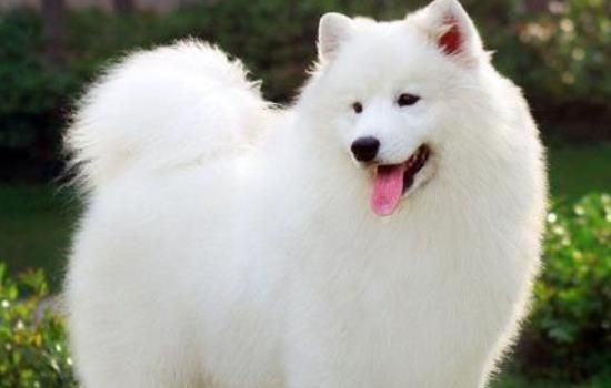 萨摩耶猴脸期注意什么-图1