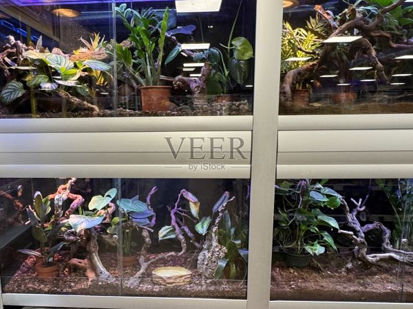 玻璃爬行动物围栏和生物箱的图像 / 透明水族箱的时尚异宠之家照片摄影图片