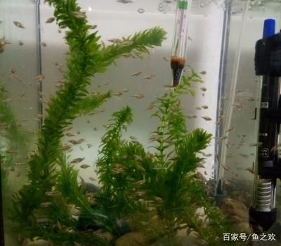 珠海鱼缸 龙鱼世家水族馆都说好：珠海鱼缸龙鱼世家水族馆，水族世界的璀璨明珠