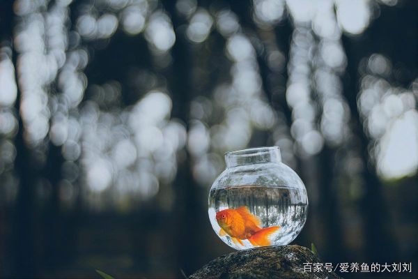 丽水鱼缸店：丽水市鱼缸零售店铺综合信息整理丽水市鱼缸零售店铺综合信息整理