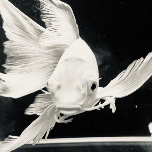 丽水鱼缸店：丽水市鱼缸零售店铺综合信息整理丽水市鱼缸零售店铺综合信息整理