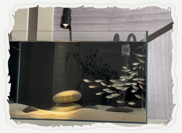 丽水鱼缸店：丽水市鱼缸零售店铺综合信息整理丽水市鱼缸零售店铺综合信息整理