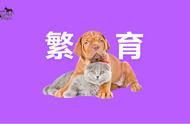 宠物理知识库：进阶宠物繁育指南