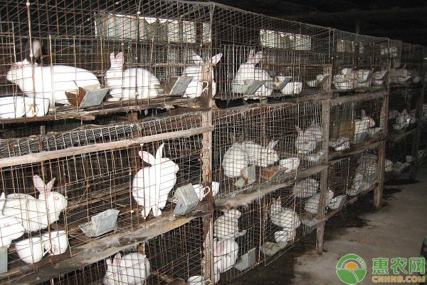 养殖兔子兔舍怎样建?要满足什么条件?-图片版权归惠农网所有