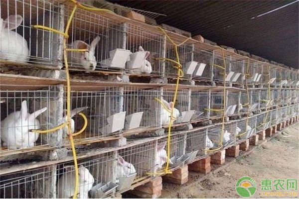 养殖兔子兔舍怎样建?要满足什么条件?-图片版权归惠农网所有