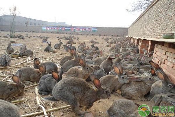 养殖兔子兔舍怎样建?要满足什么条件?-图片版权归惠农网所有