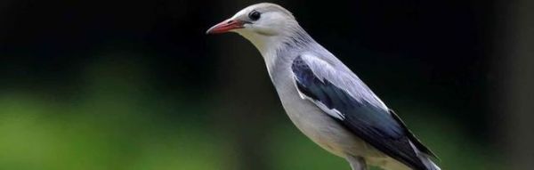 椋鸟的饲养方法（培养健康快乐的宠物鸟）