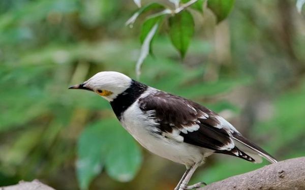 椋鸟的饲养方法（培养健康快乐的宠物鸟）