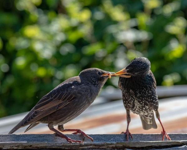 椋鸟的饲养方法（培养健康快乐的宠物鸟）
