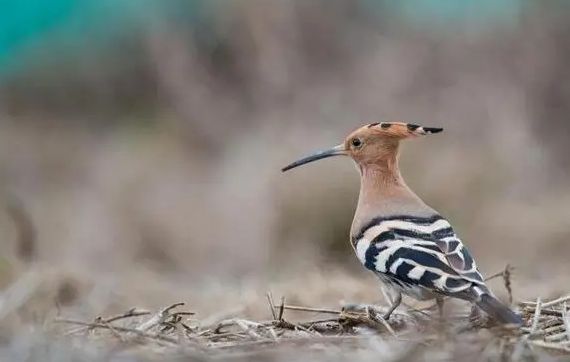 宠物小知识科普：鸡冠鸟怎么饲养呢？