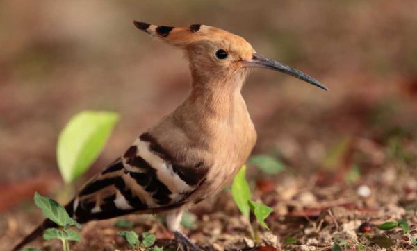 宠物小知识科普：鸡冠鸟怎么饲养呢？