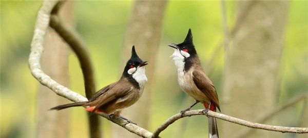 白头鹎的饲养方法（以爱心呵护您的宠物鸟）