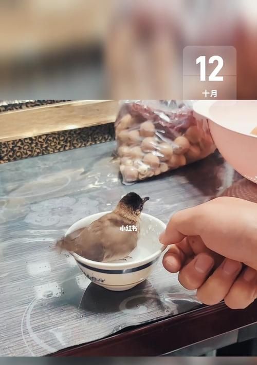 白头鹎的饲养方法（以爱心呵护您的宠物鸟）