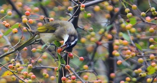 白头鹎的饲养方法（以爱心呵护您的宠物鸟）