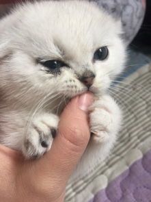 猫咪眼周发黑原因及治疗