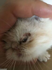 猫咪眼周发黑原因及治疗