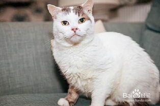 宠物猫是怎么照顾的