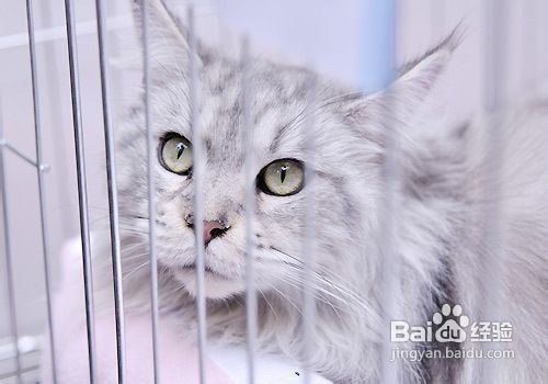 怎么照顾好宠物猫