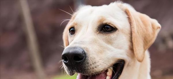 狗狗睡觉呼吸重，如何处理（宠物保健知识）