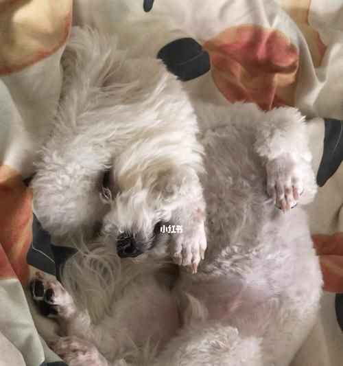 狗狗睡觉呼吸重，如何处理（宠物保健知识）