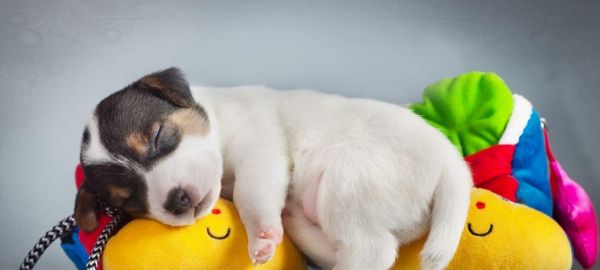 狗狗睡觉呼吸重，如何处理（宠物保健知识）