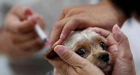 小狗手脚冰凉正常吗（揭秘宠物的身体特征和保健知识）