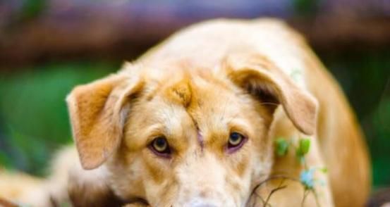 狗狗打喷嚏还咳嗽，可能是哪些疾病（宠物主人必知的健康知识）