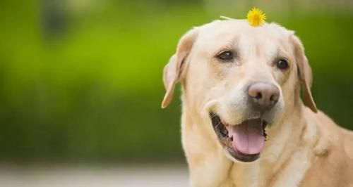 狗狗打喷嚏还咳嗽，可能是哪些疾病（宠物主人必知的健康知识）