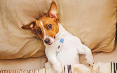 ​狗衣服编织，狗衣服的织法