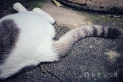 ​狗不能吃的食物 这些食物竟然对狗有害