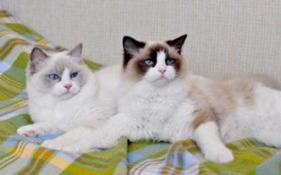 ​猫咪得了猫癣怎么样医治？猫咪得了猫癣的一些处理方法！