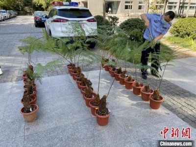 ​夫妻售卖金毛狗蕨获刑公益诉讼让野生植物回家