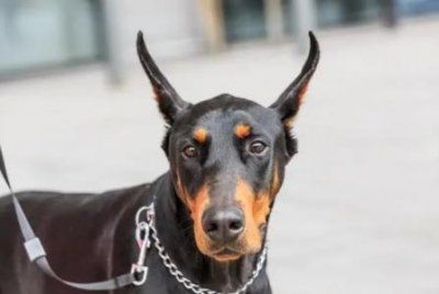 ​如何开具宠物五联疫苗证明？