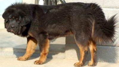 ​狗狗真的会哭吗？狗狗流眼泪有什么真相？关于狗狗流眼泪的5个真相