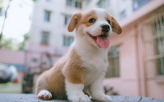 家里有爱宠：狗微量元素哪个牌子好？