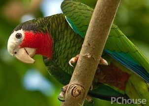 古巴亚马逊鹦鹉饲养指南