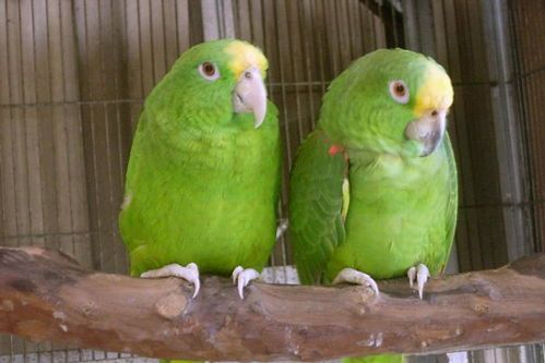 古巴亚马逊鹦鹉饲养指南