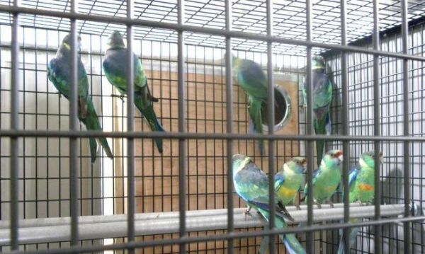 红翅鹦鹉的饲养方法与技巧（宠物鸟类红翅鹦鹉的健康饲养指南）