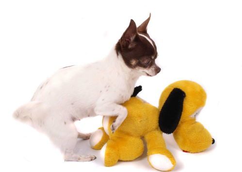 母狗为何会做骑跨行为？