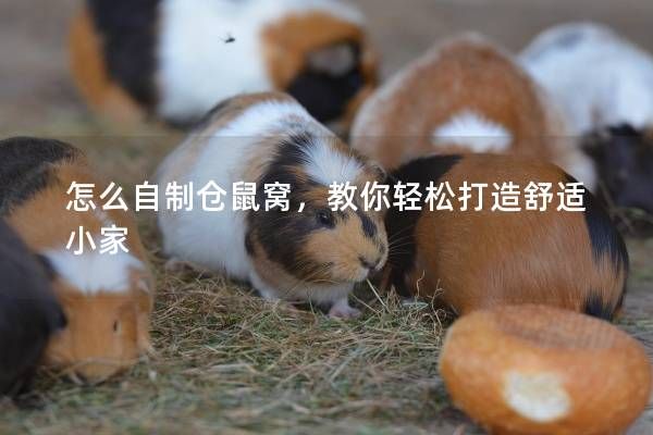 怎么自制仓鼠窝，教你轻松打造舒适小家