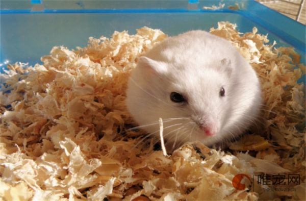 仓鼠保暖窝制作方法 用袜子怎么做