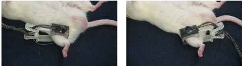 小动物脉搏血氧监护仪(图2)